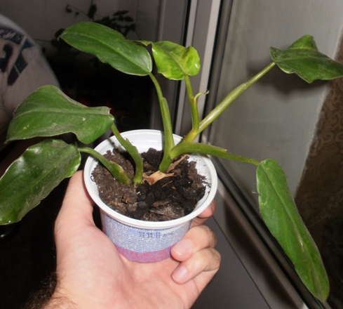 P2290011.JPG