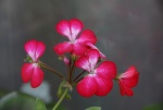 25606291_0.jpg