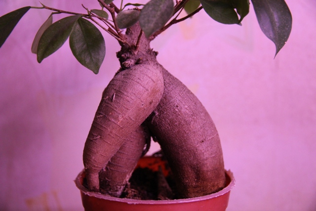 фикус 004.JPG