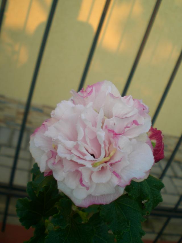 CIMG0671.jpg