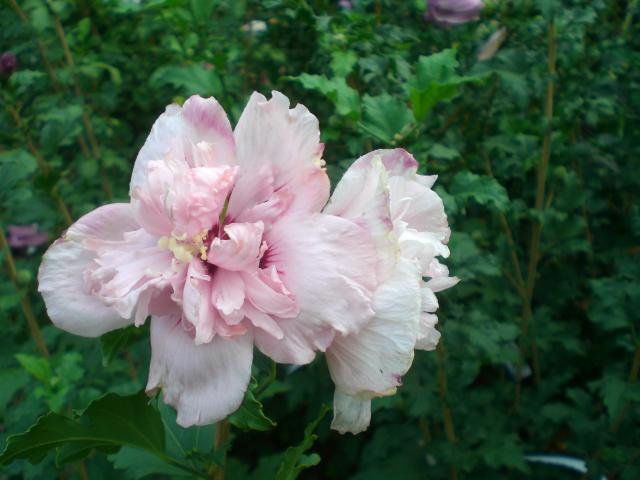 CIMG0642.jpg