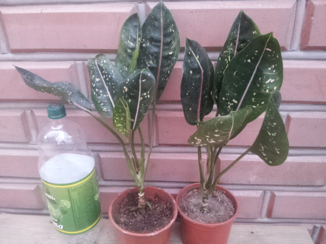 20130903_070444.jpg
