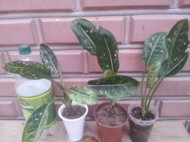 20130903_070520.jpg