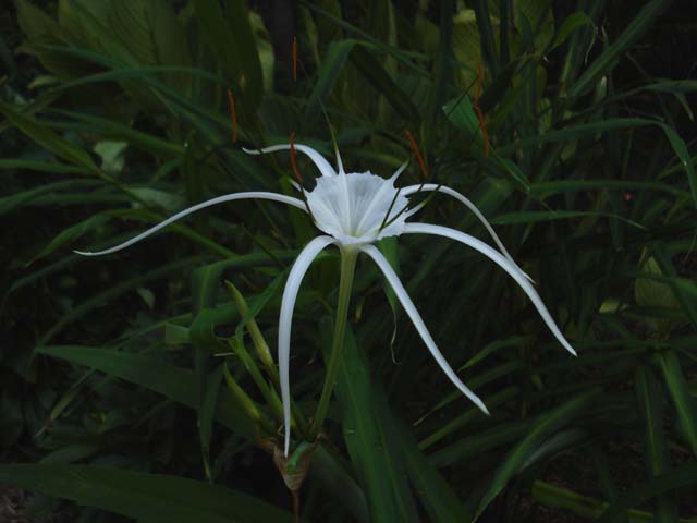 Hymenocallis_SisterOfTropicalGiant_Profile_JAY.jpg