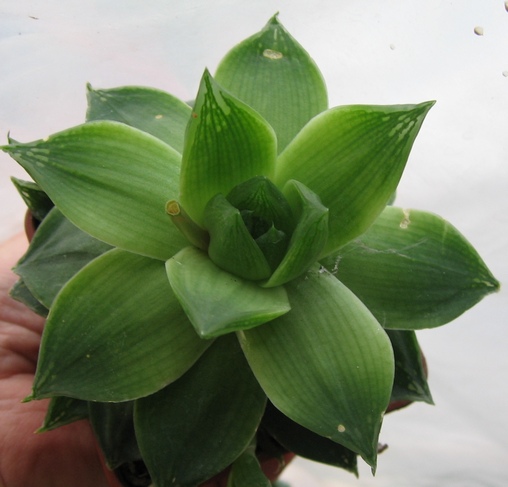 H.cymb.plan..jpg