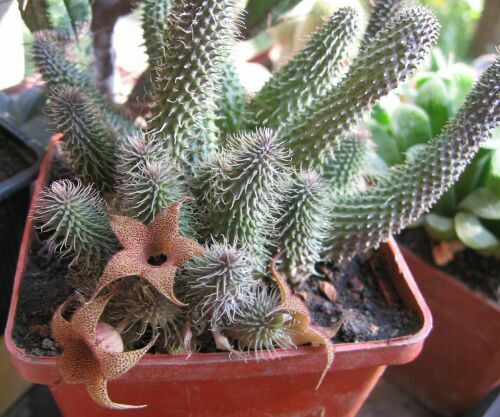 H.pilansii.jpg