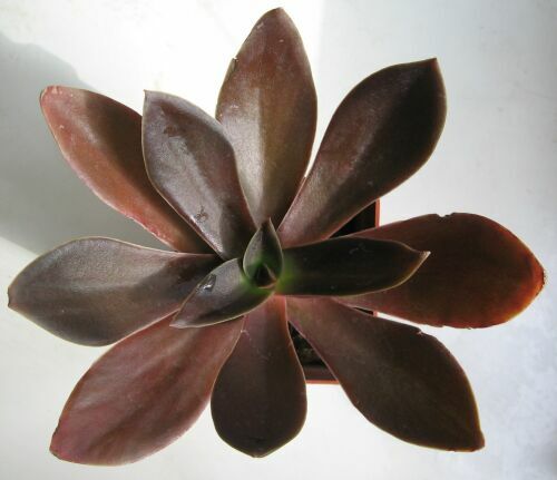 E.atropur..jpg