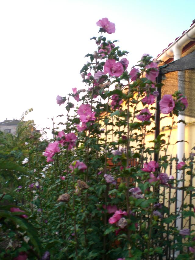 CIMG0696.jpg