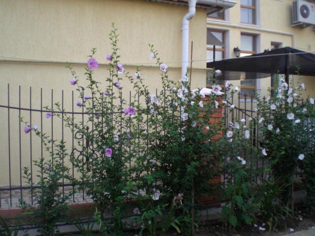 CIMG0837.jpg