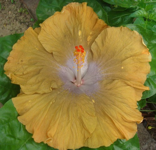BOONDAH GOLD Med.jpg