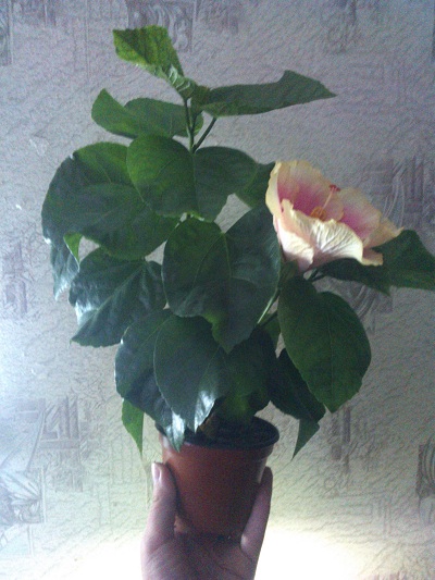 WP_000498.jpg