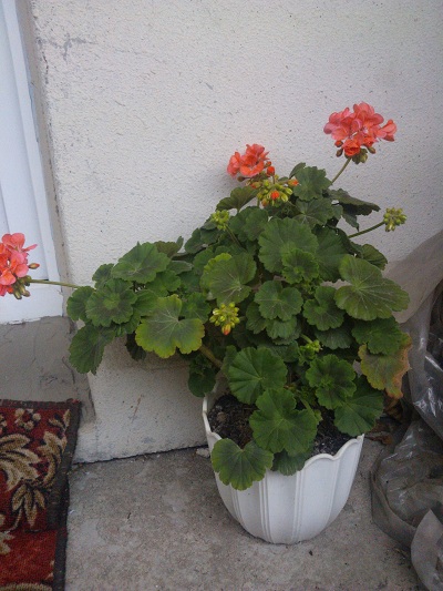 WP_000514.jpg