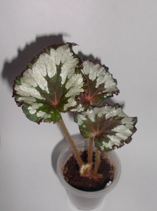 DSCF0330.JPG