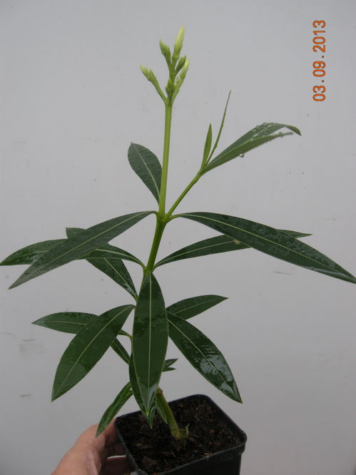 DSCN2481.JPG