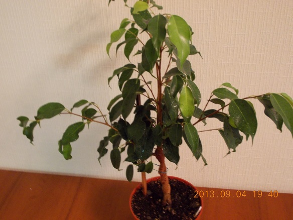 DSCN0237.JPG