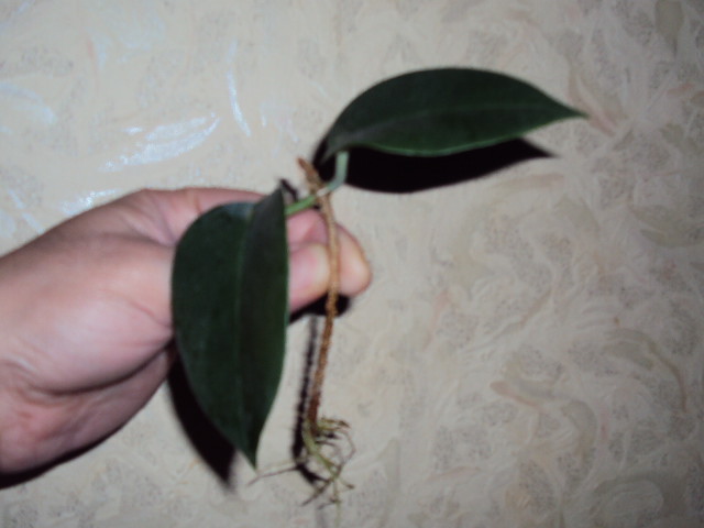 DSC07946.JPG