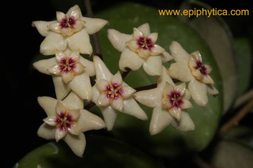 Hoya ovalifolia.jpg
