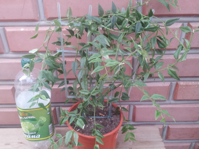 20130907_081050.jpg