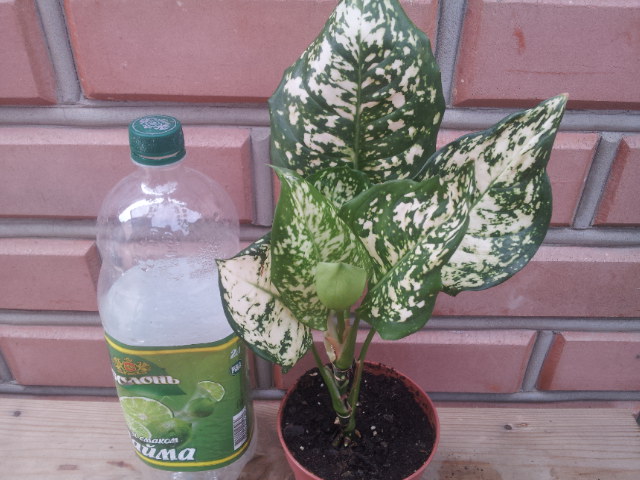 20130907_080952.jpg