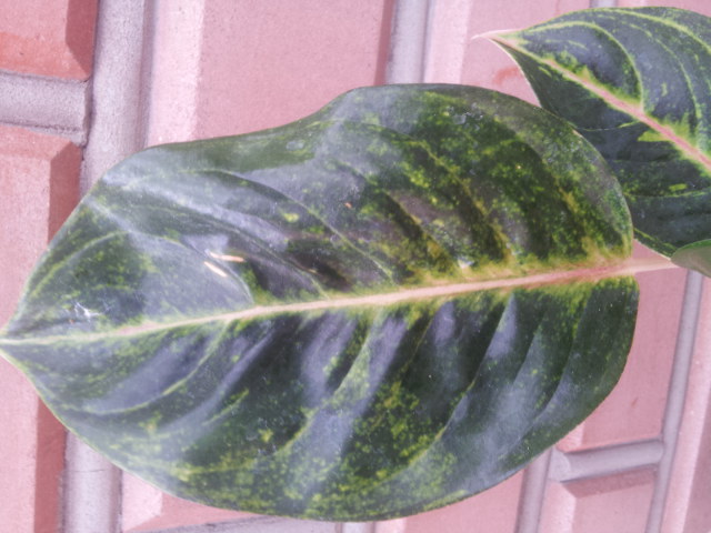 20130907_080808.jpg