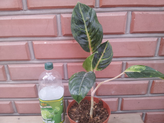 20130907_080756.jpg