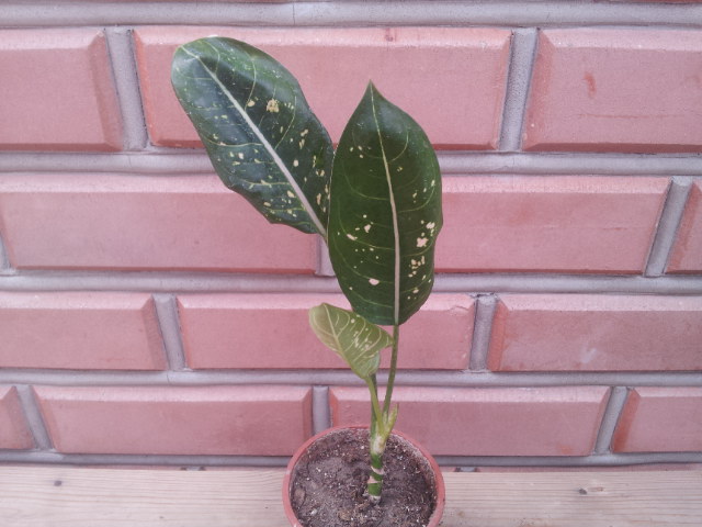 20130907_080649.jpg
