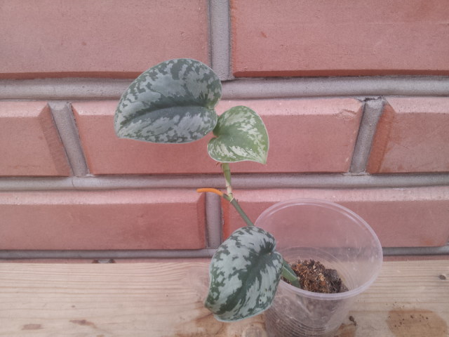 20130907_080716.jpg