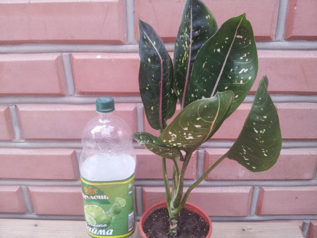 20130907_080831.jpg