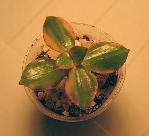 C.tricolor.jpg