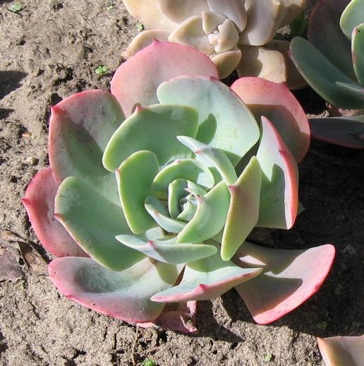 E.imbricata.jpg