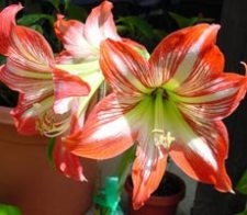 Копия hippeastrum4.jpg