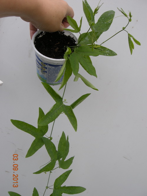 DSCN2474.JPG