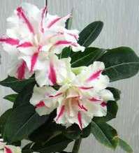 Adenium Day light.jpg