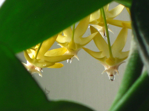 H. multiflora Yellow Stem.jpg