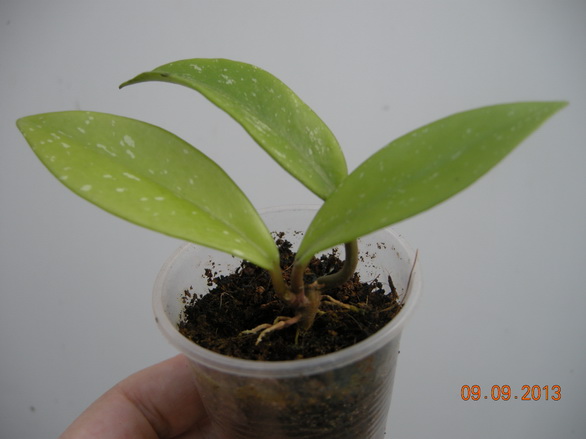 DSCN2517.JPG