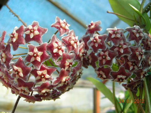 pubicalyx silver pink.JPG