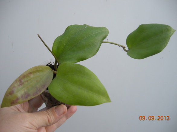 DSCN2514.JPG