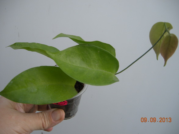 DSCN2513.JPG