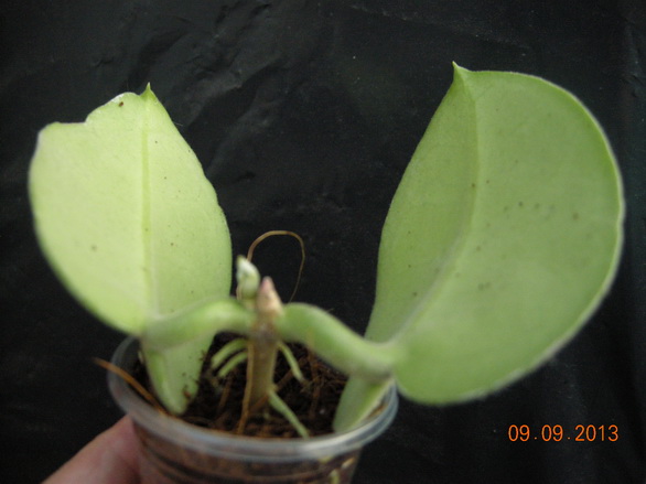 DSCN2520.JPG