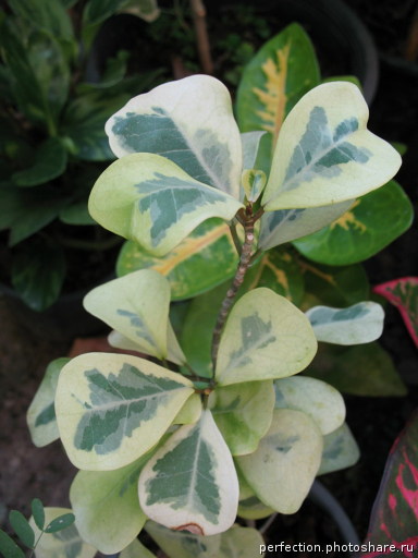 Ficus triangularis 'Coconut Cream'.jpg