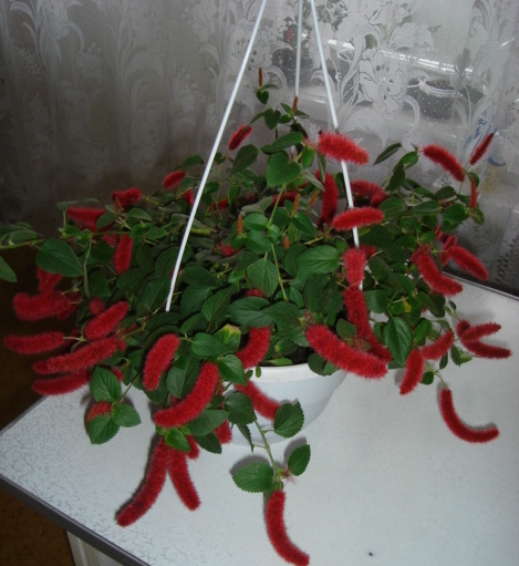 DSC00429.JPG