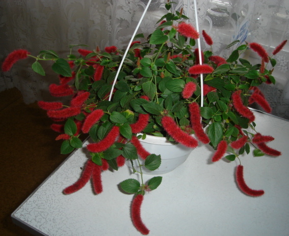 DSC00426.JPG