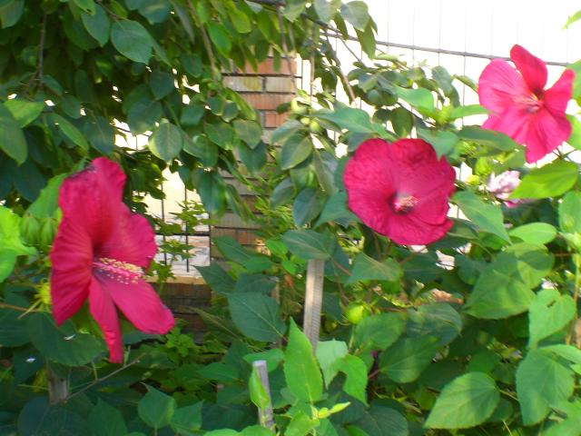 CIMG0023.jpg