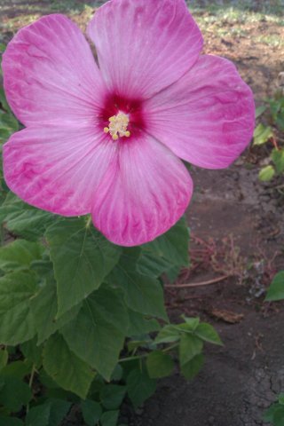 IMAG0420.jpg