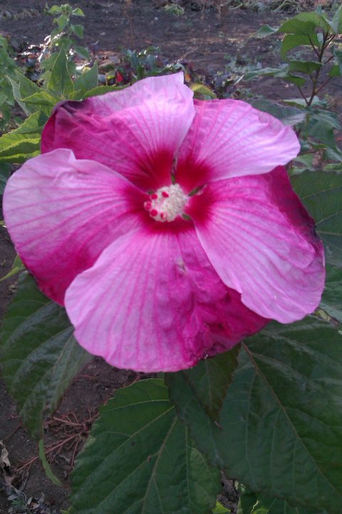 IMAG0430.jpg