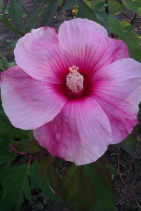 IMAG0466.jpg