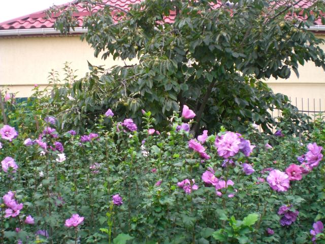 CIMG0860.jpg