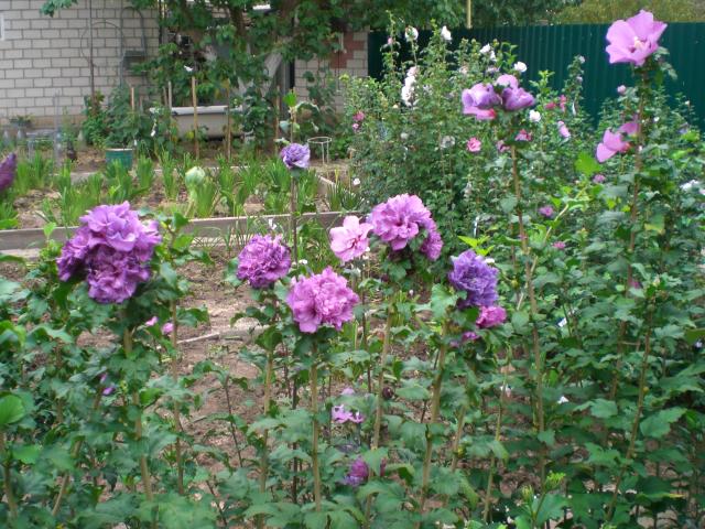 CIMG0884.jpg
