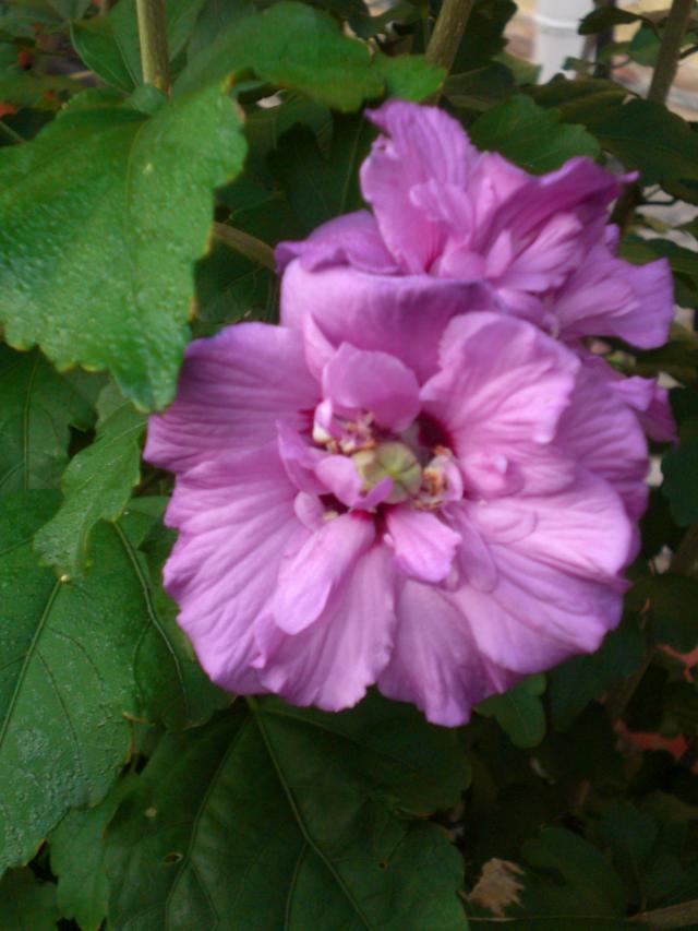 CIMG0683.jpg