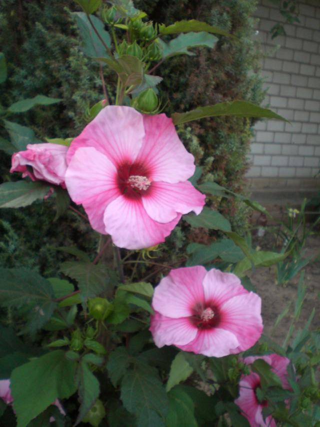 CIMG0693.jpg